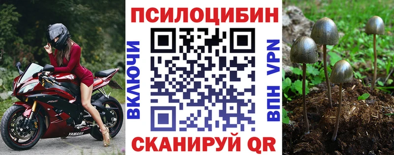 блэк спрут ONION  Торопец  Псилоцибиновые грибы Psilocybine cubensis 